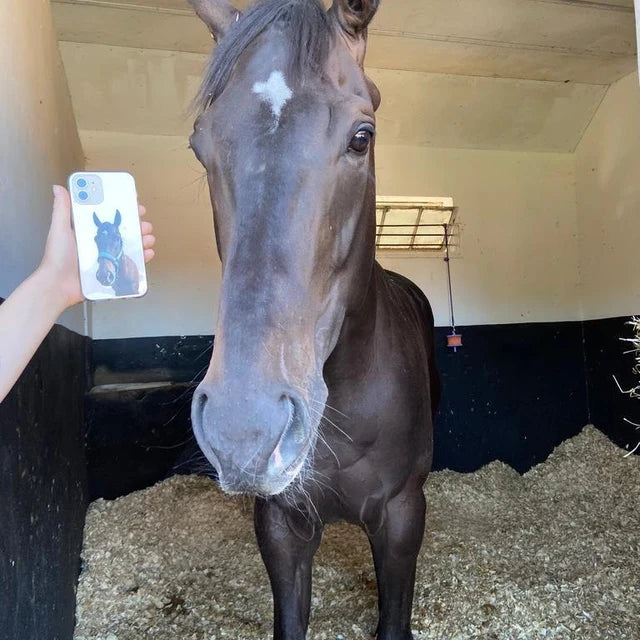 PET Painting Portrait Dog Cat Personalised Phone Cover Case for iPhone 14 13 12+